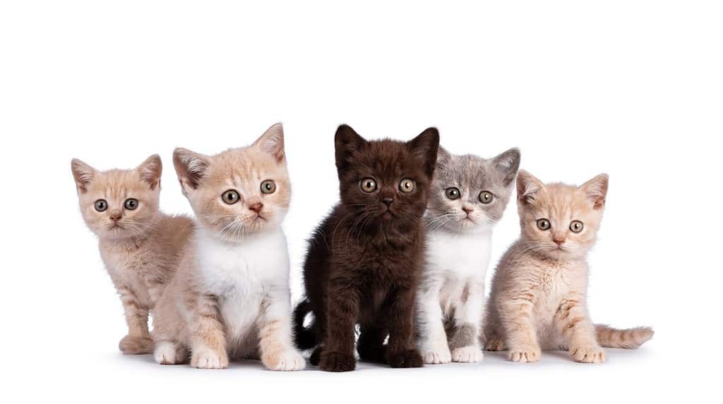 Fila di 5 gattini di British Shorthair di vari colori, in piedi e seduti insieme. Tutti rivolti verso la telecamera. Isolati su sfondo bianco.
