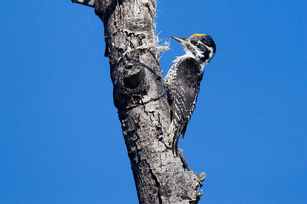 Maschio americano picchio tridattilo Picoides dorsalis sul tronco di pioppi neri americani in Teslin, Yukon Canada