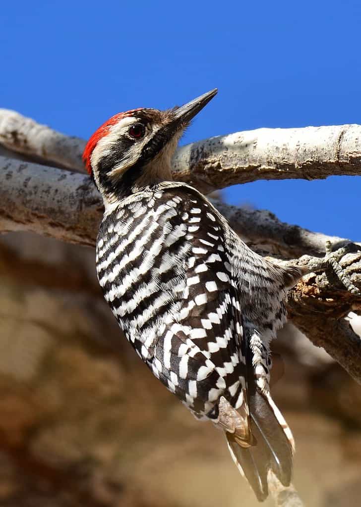 Primo piano di un picchio maschio con supporto a scala in un albero in una giornata invernale soleggiata in un parco a Hillsboro, nel New Mexico meridionale