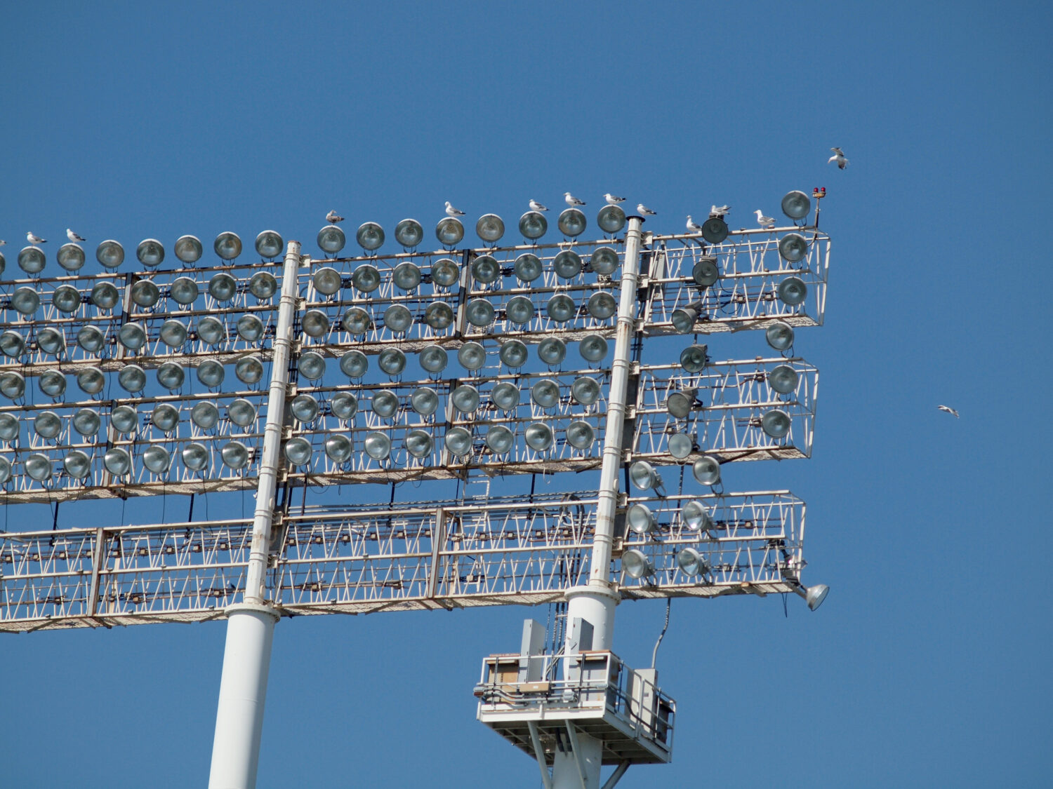 Gabbiano Gli uccelli riposano e volano intorno alle luci in stile stadio, scattate all'Oakland Coliseum in attesa, sullo sfondo del cielo azzurro, durante il giorno, quindi le luci sono spente.