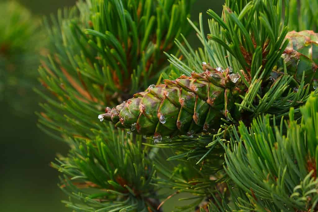 La pigna di un pino agile (Pinus flexilis).  Girato a Banff, Alberta, l'albero si trova solo nelle montagne del Nord America occidentale.