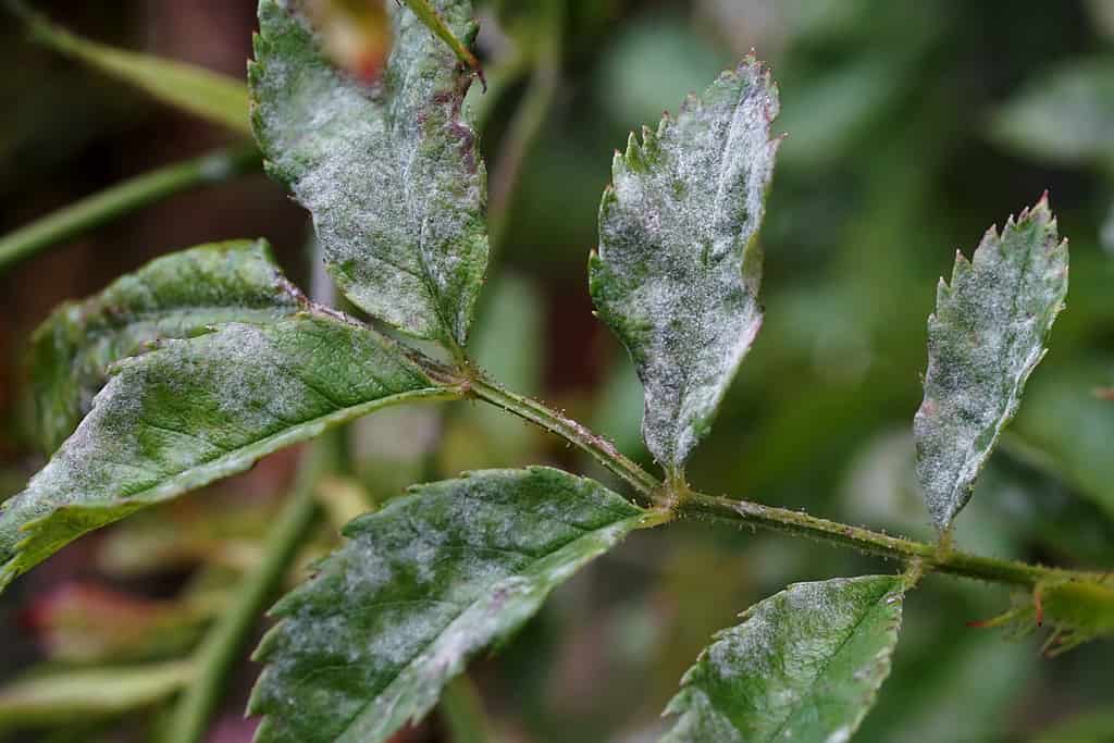 Rivestimento bianco (muffa) sulle foglie di una rosa malata