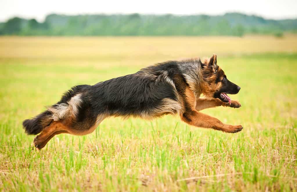Cane pastore tedesco che corre con quattro zampe in aria