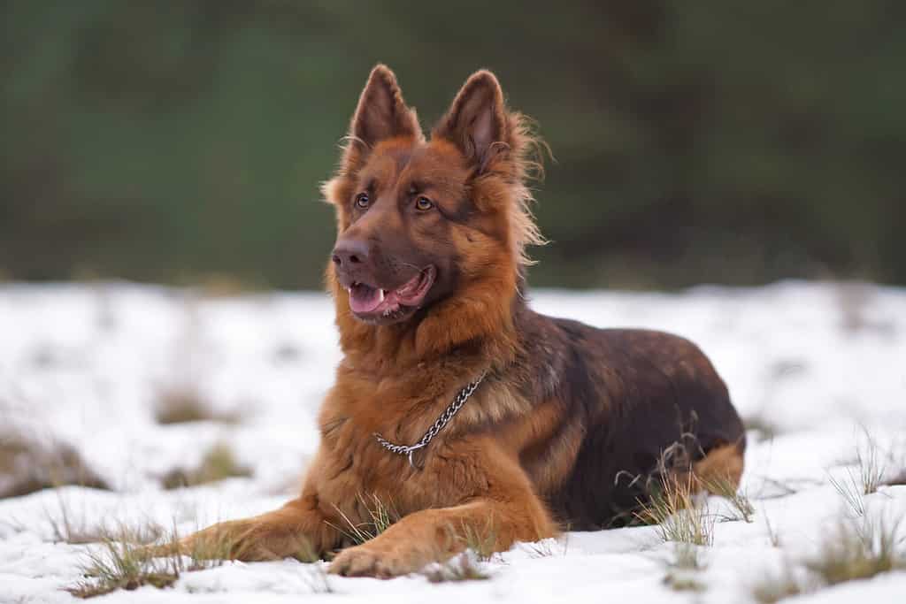 Adorabile cane pastore tedesco a pelo lungo rosso e marrone (o fegato) con un collare a catena in posa all'aperto sdraiato sulla neve in inverno