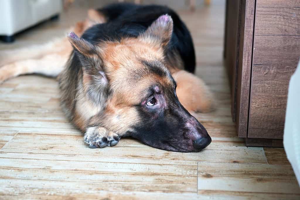 cane da pastore tedesco con eruzione cutanea sul viso dovuta a un'infezione allergica sdraiato sul pavimento