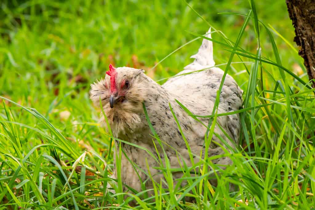Una curiosa gallina araucana bianca vaga tra l'erba fresca verde a caccia di insetti da mangiare.
