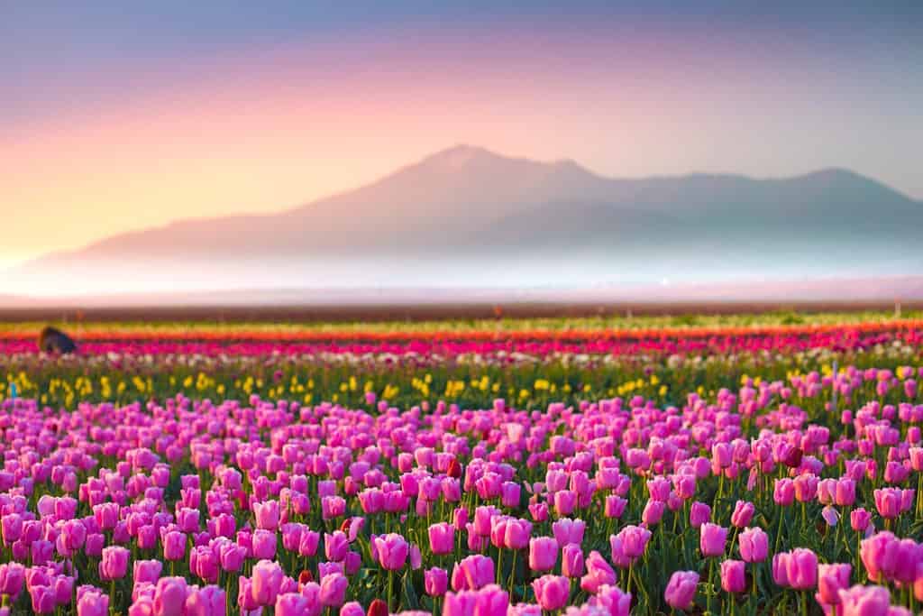 Sullo sfondo del concetto di tulipani Tulip in natura, situato in un campo di adorabili tulipani, i tulipani si aprono in primavera insieme ai tulipani, a Konya, in Turchia