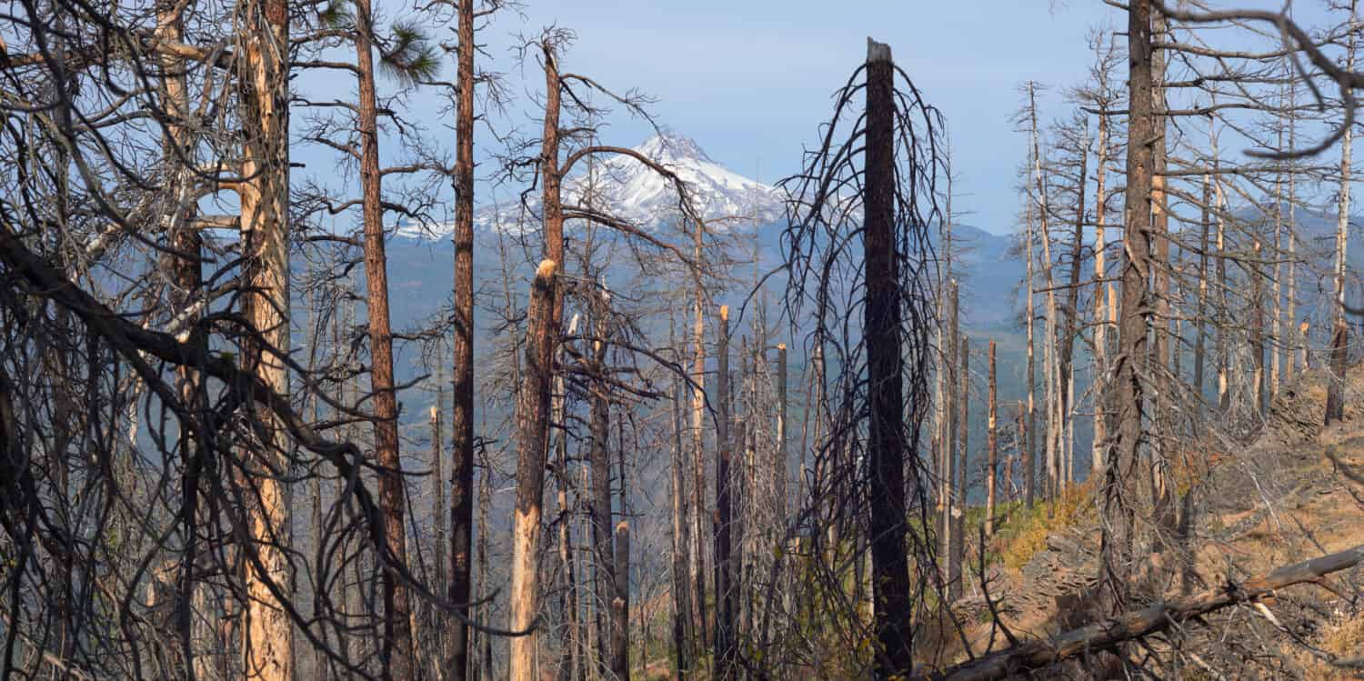 Foresta bruciata con il Monte Jefferson sullo sfondo vicino al belvedere di Green Ridge nell'Oregon centrale.