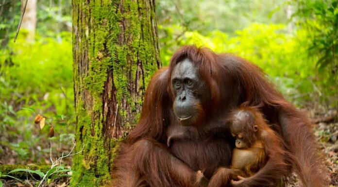 Orangutan in Indonesia con il suo bambino.