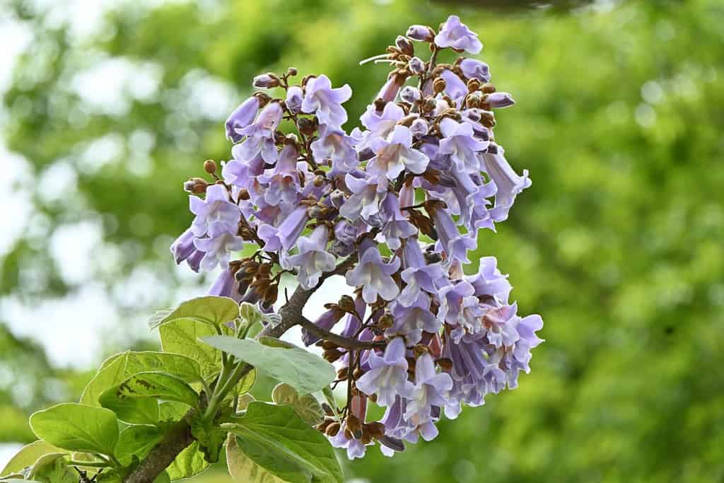 Fiori dell'albero di Paulownia ( Paulownia tomentosa ).  Paulowniaceae albero deciduo originario della Cina.  I fiori viola chiaro a forma di campana sbocciano da aprile a maggio.