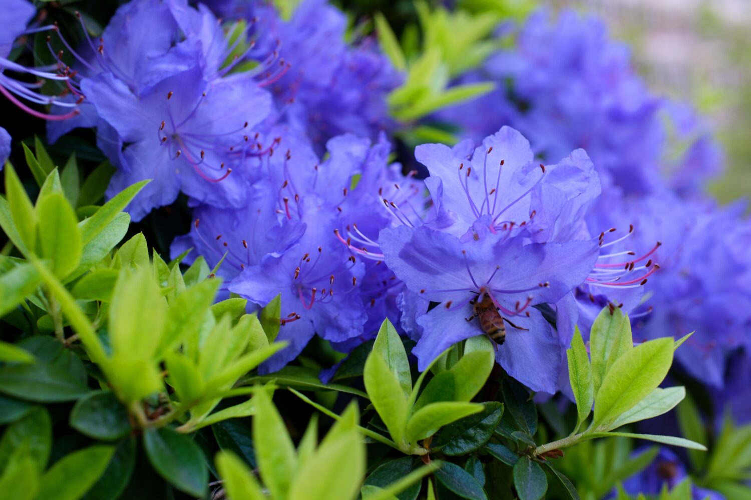 Uno straordinario arbusto sempreverde a crescita bassa che fiorisce con fiori blu in primavera.  Prospera nelle zone soleggiate.  È classificato come rododendro nano.  Foglie molto piccole Rododendro diamante blu