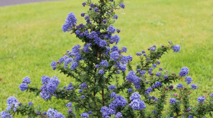 Arbusto Ceanothus Dark Star noto anche come lilla della California o cespuglio di sapone con i suoi fiori viola blu intenso e foglie ovate