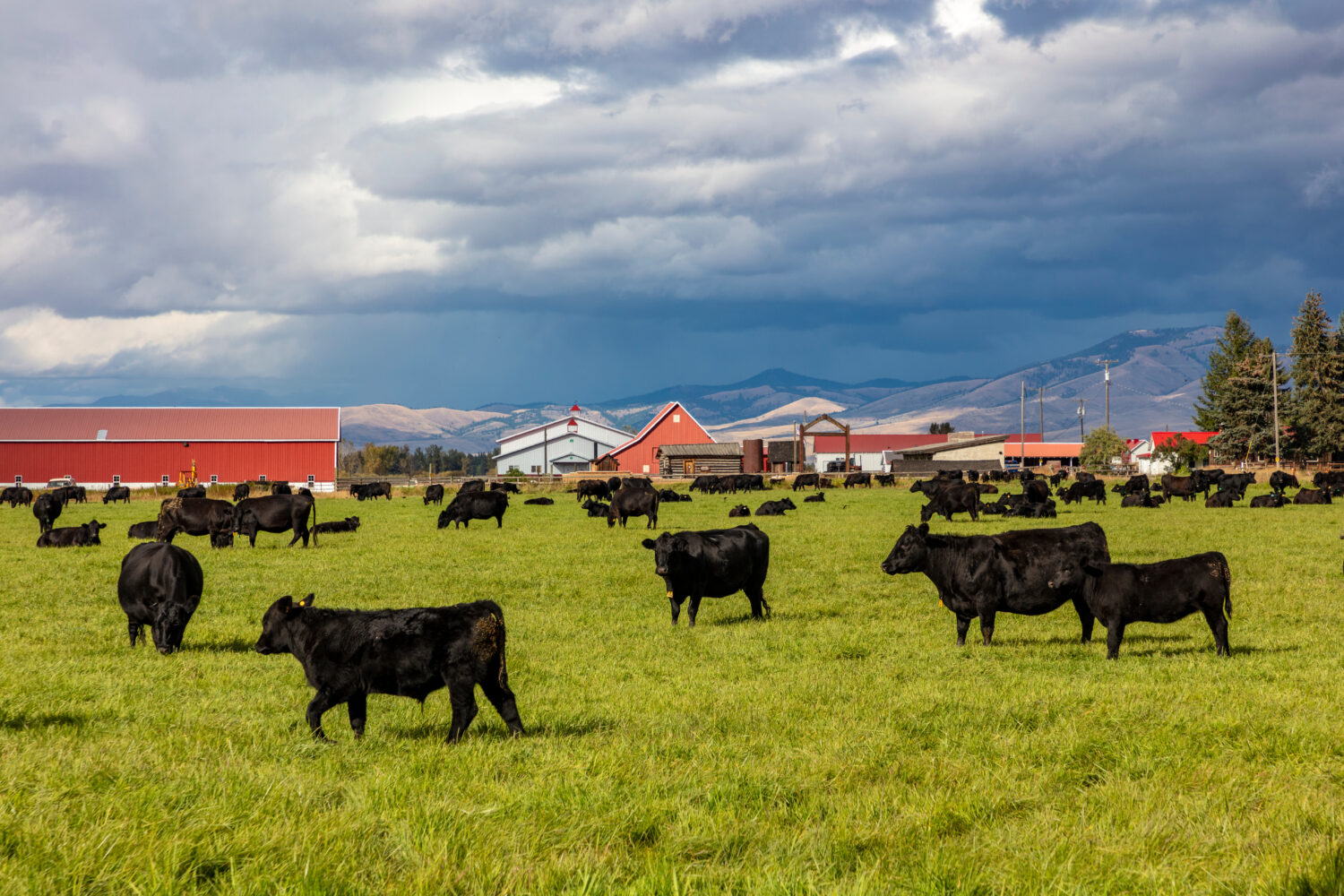 I bovini Black Angus pascolano nei pascoli del Fort Owen State Park a Stevensville, negli Stati Uniti