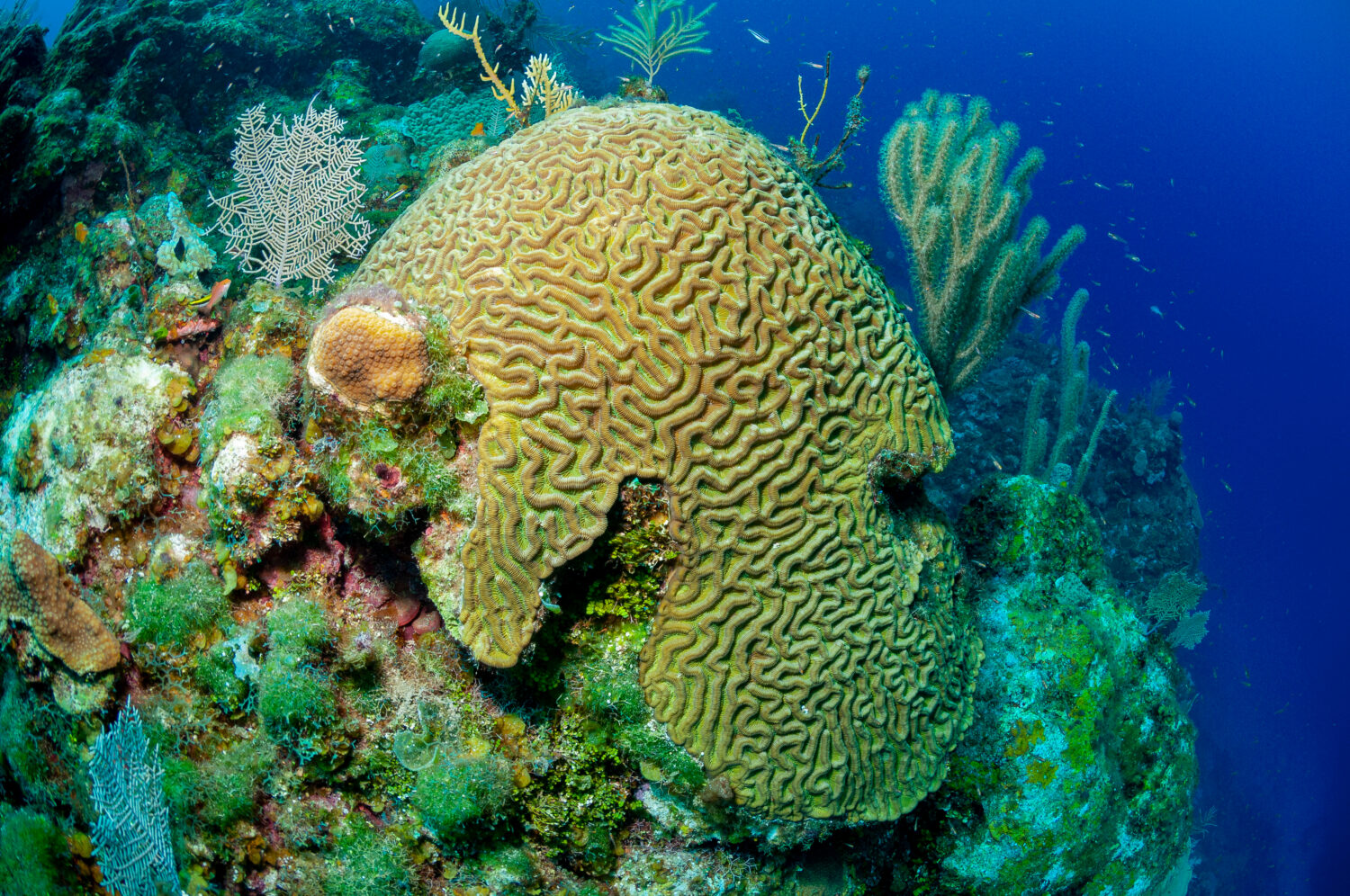 Corallo cervello masso o corallo cervello con grandi scanalature (Colpophyllia natans) 