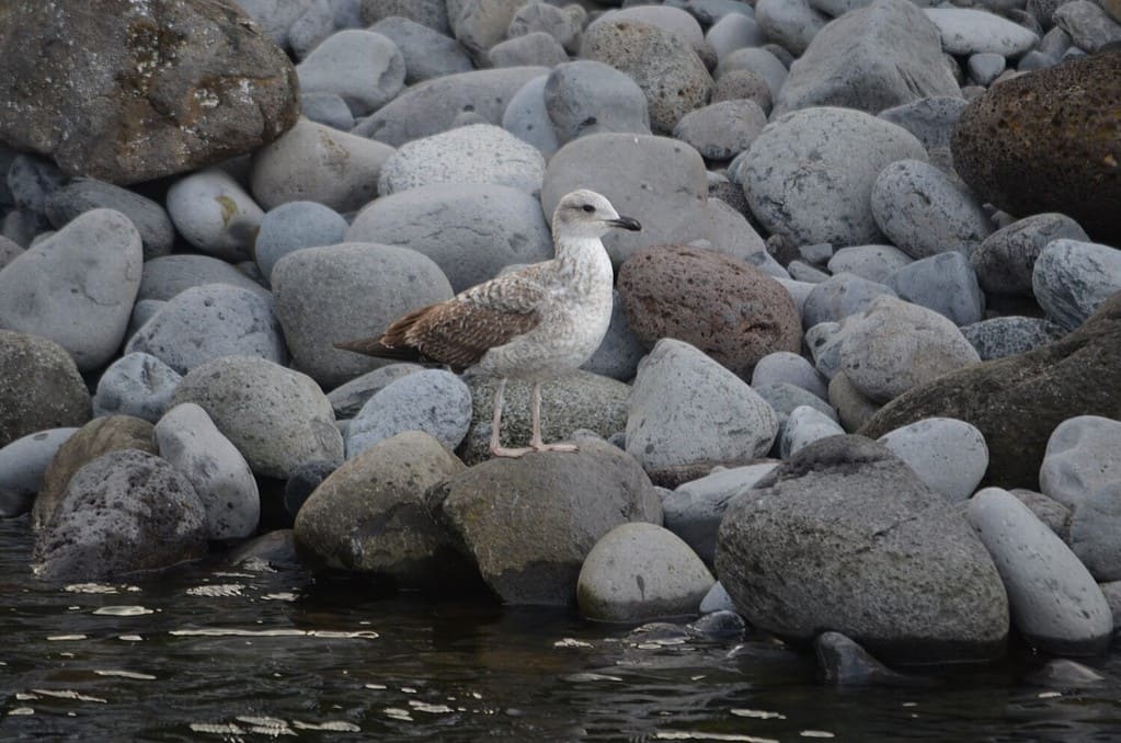 La procellaria di Zino il simbolo della costa di Madeira