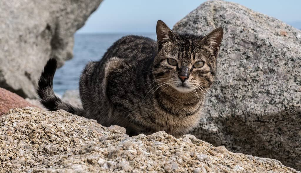 Francia, Impressioni dell'isola della Corsica