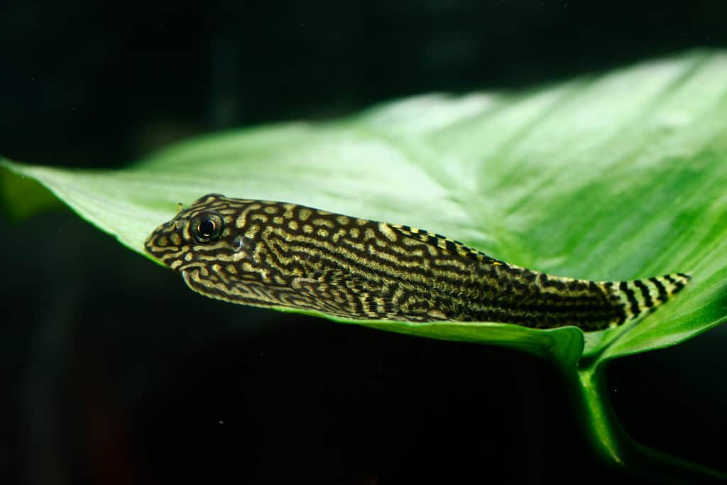 Ventosa farfalla con anello d'oro, Cobite reticolato, Cobite tigre (Sewellia lineolata, Balitora lineolata)