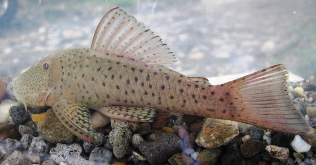 Pleco dal muso di gomma (Chaetostoma milesi)