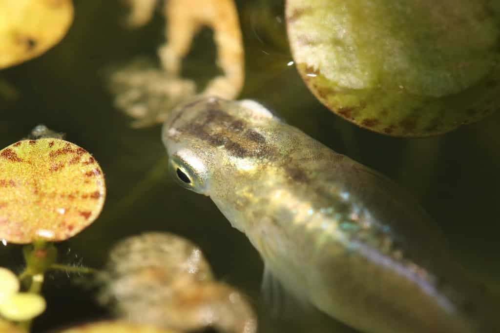 Acquario giapponese in oro nero e argento lucido Parte della testa del pesce di riso Killifish 