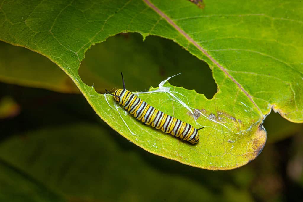 bruco di farfalla monarca su una foglia verde con una foglia parzialmente mangiata