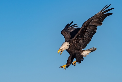 aquila calva americana che piomba giù e urla, contro il cielo azzurro e limpido dell'Alaska