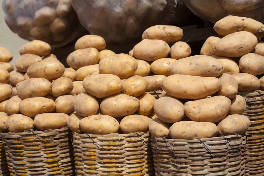 Cesti di patate fresche irlandesi