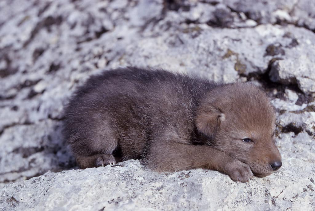 Cucciolo di coyote