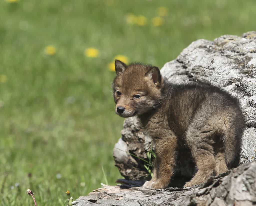 Cucciolo di coyote (Canis latrans).