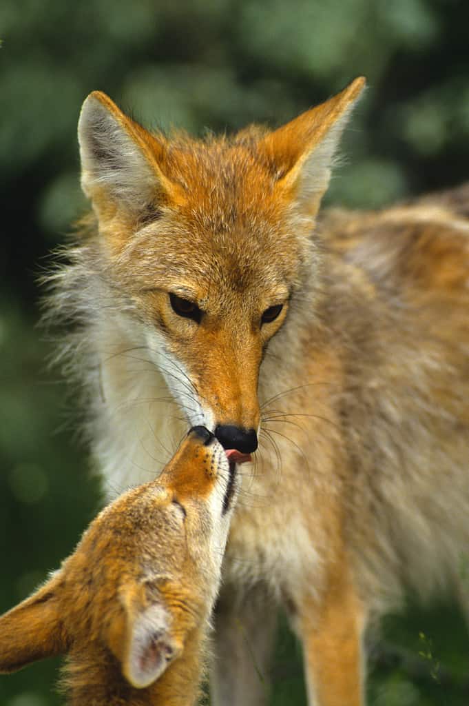 Interazione tra madre e cucciolo di coyote