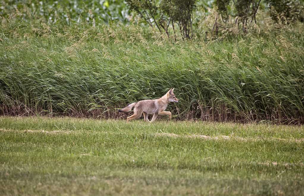 Cucciolo di Coyote canadese