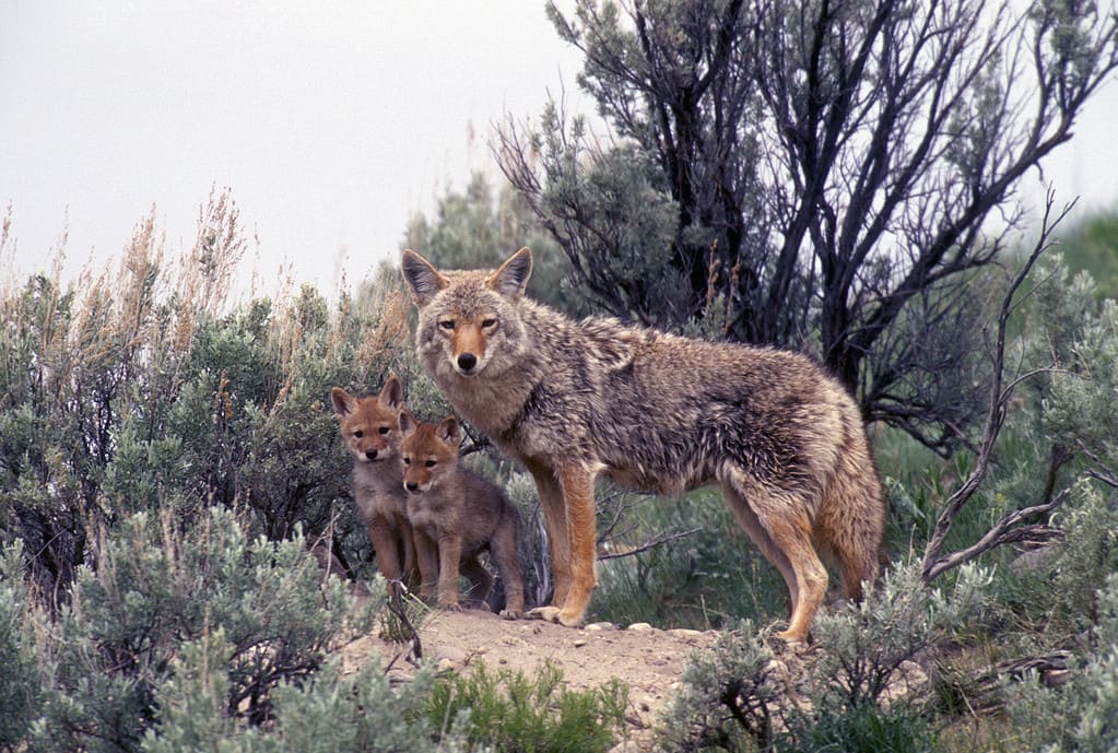 Coyote con i cuccioli Den DogFamily Parco nazionale di Yellowstone Montana
