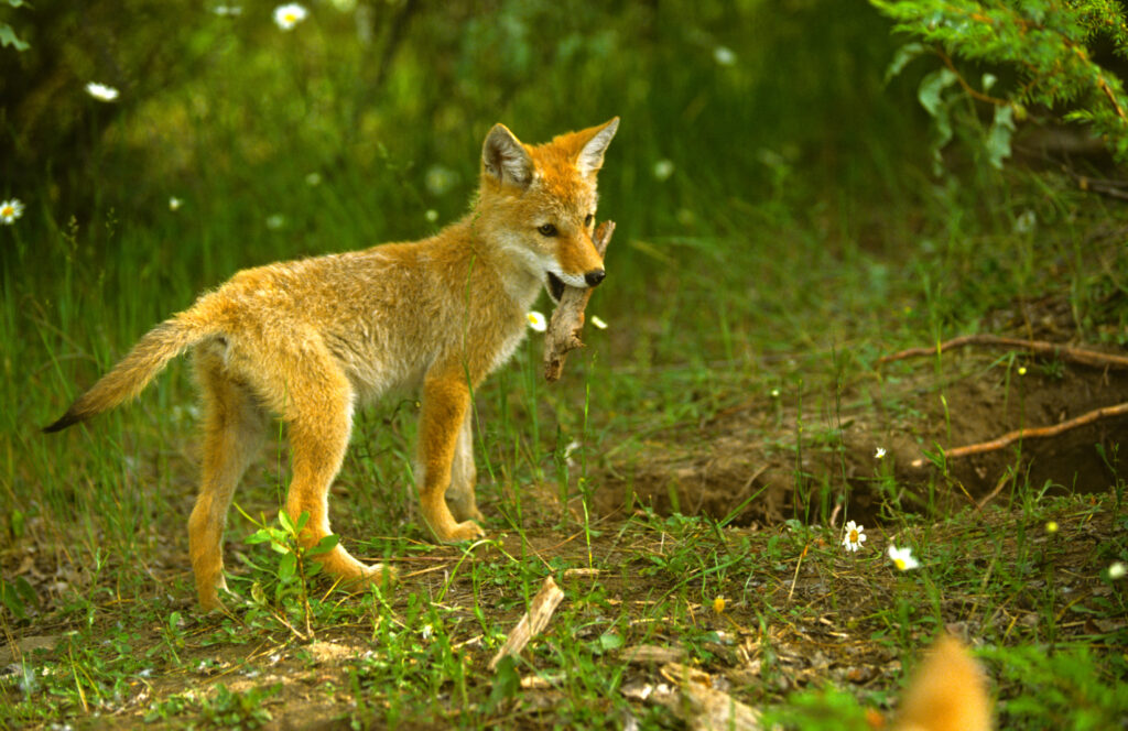 Cucciolo giocoso del coyote