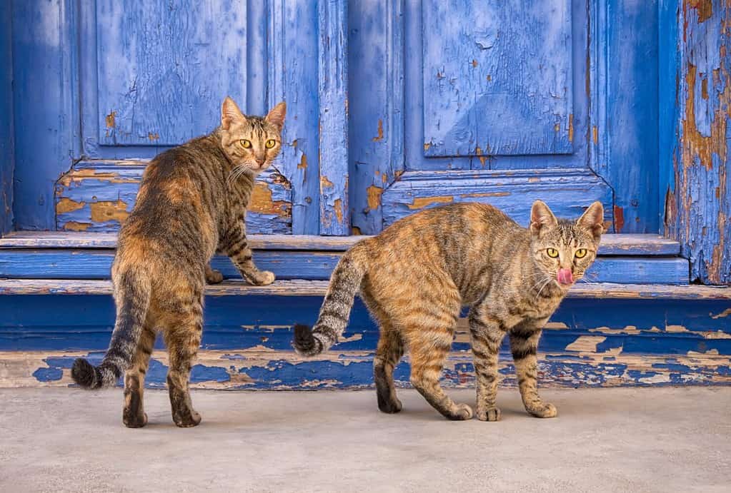 Due gatti amichevoli, tabby rattoppati con motivo di cappotto, in piedi insieme davanti a una vecchia porta d'ingresso di una vecchia casa di legno blu, Grecia