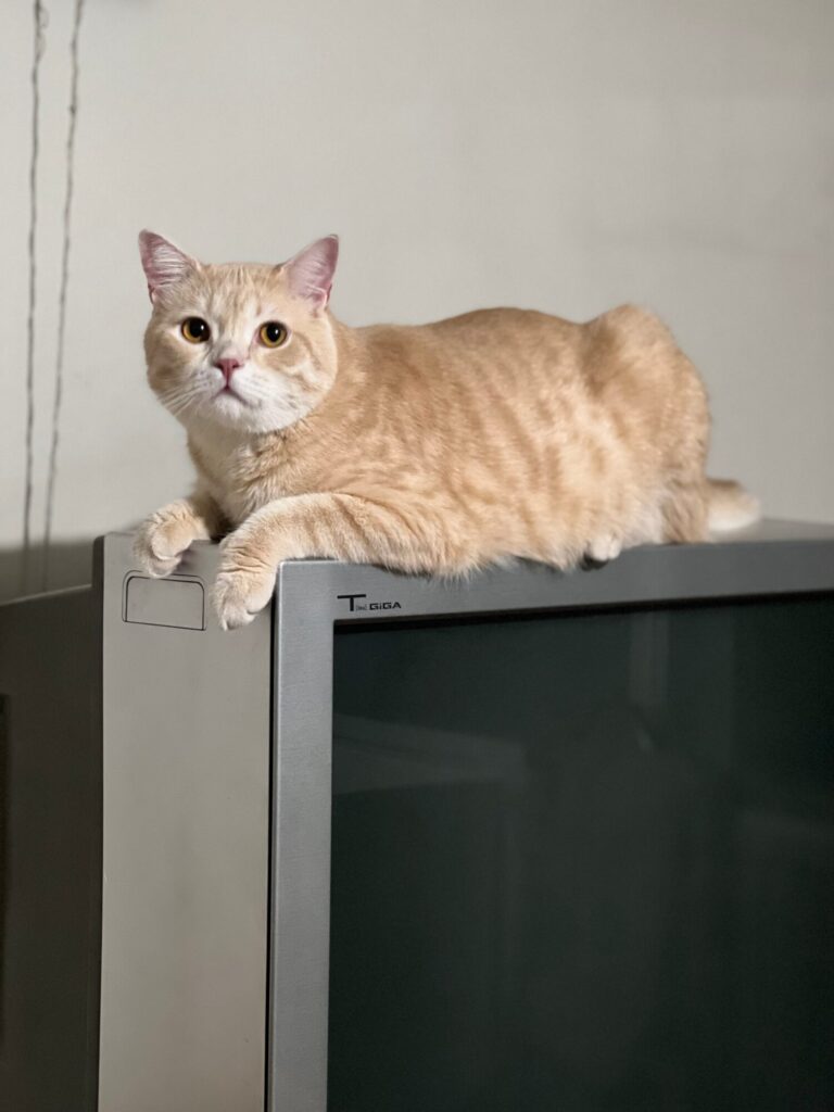 Gatto soriano color crema super carino in tv