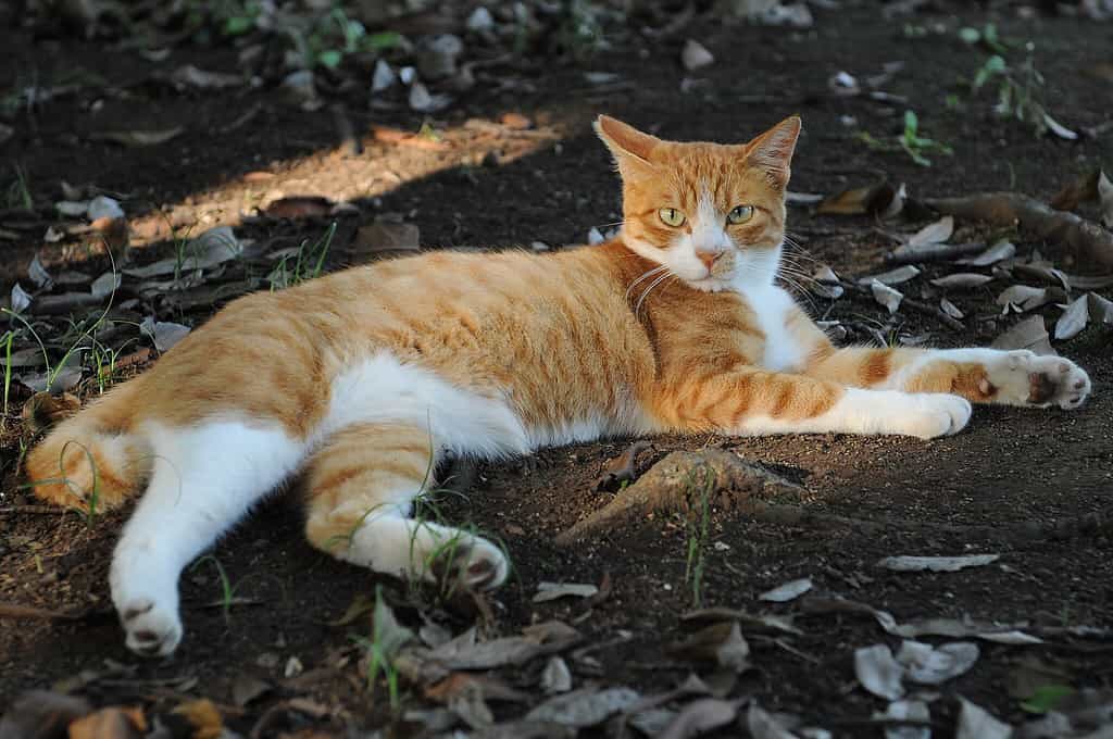Gatto domestico soriano rosso (arancione) e bianco