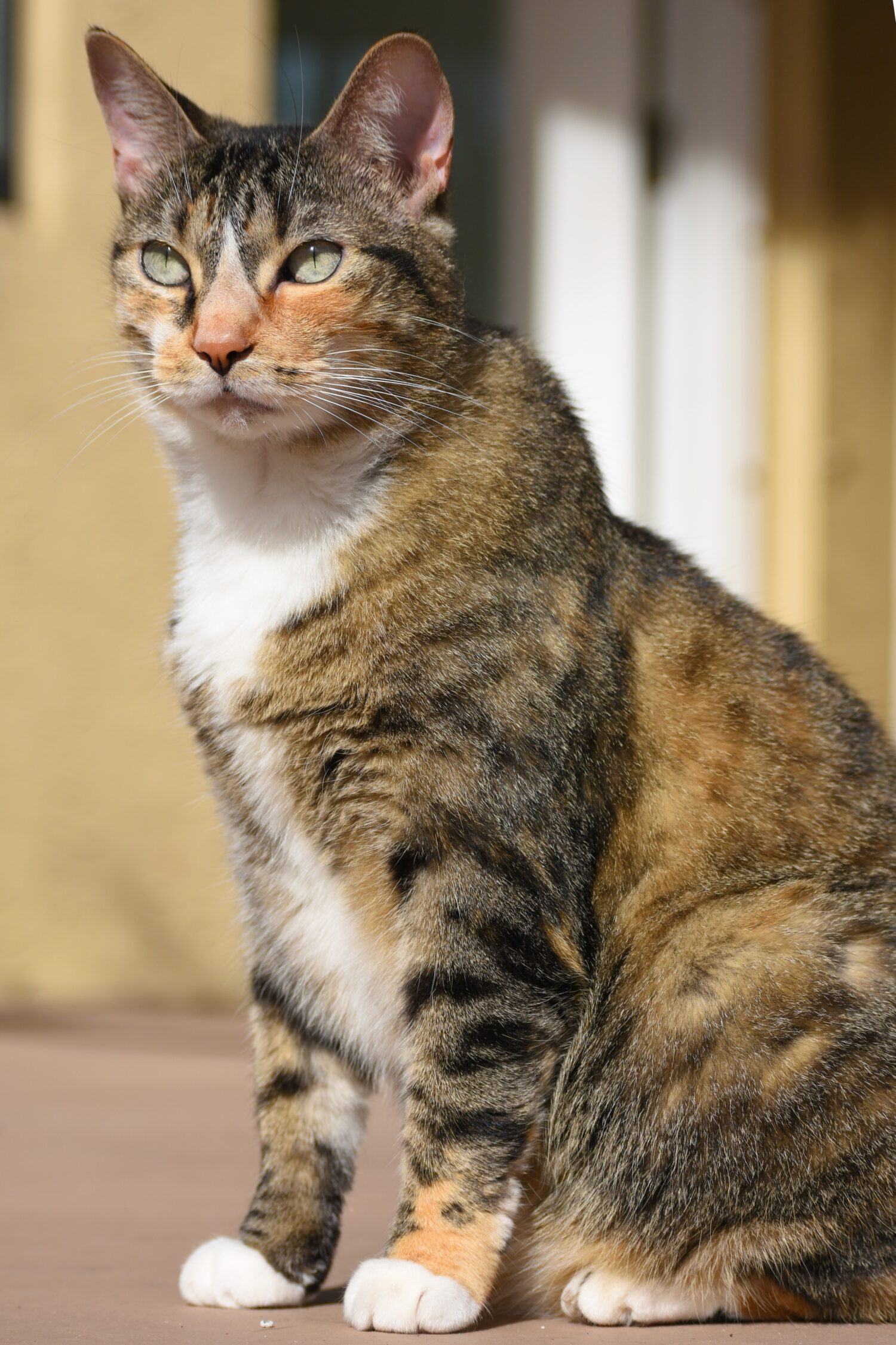 bella femmina di gatto soriano calicò 