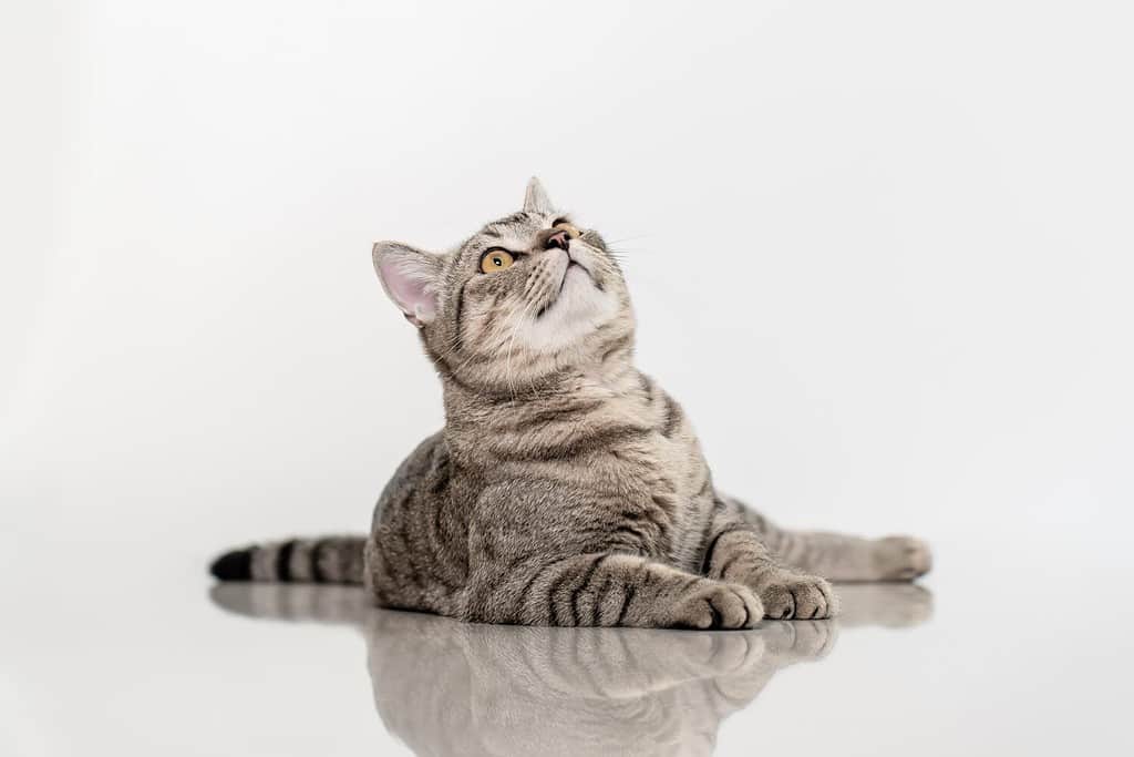 Carino gatto soriano grigio che guarda in alto