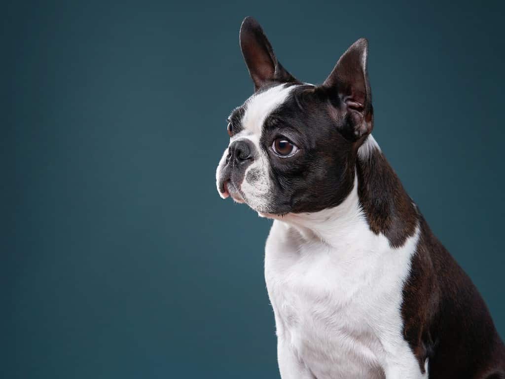 ritratto di un cane su uno sfondo blu strutturato. Boston Terrier attento