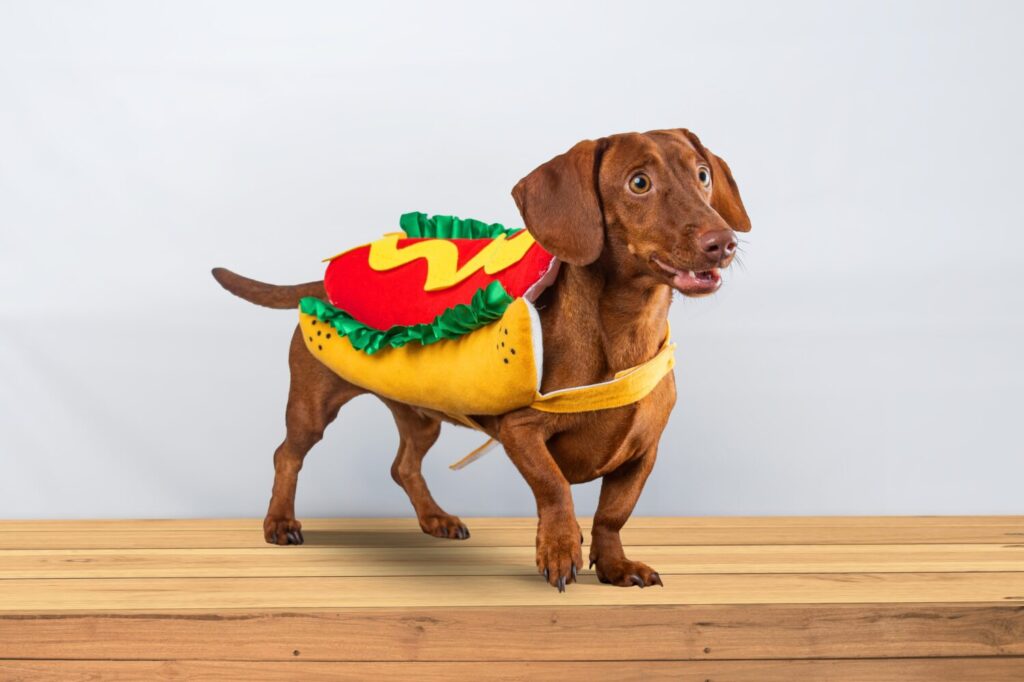 Cane bassotto in posa nel suo vestito di hotdog, su sfondo bianco