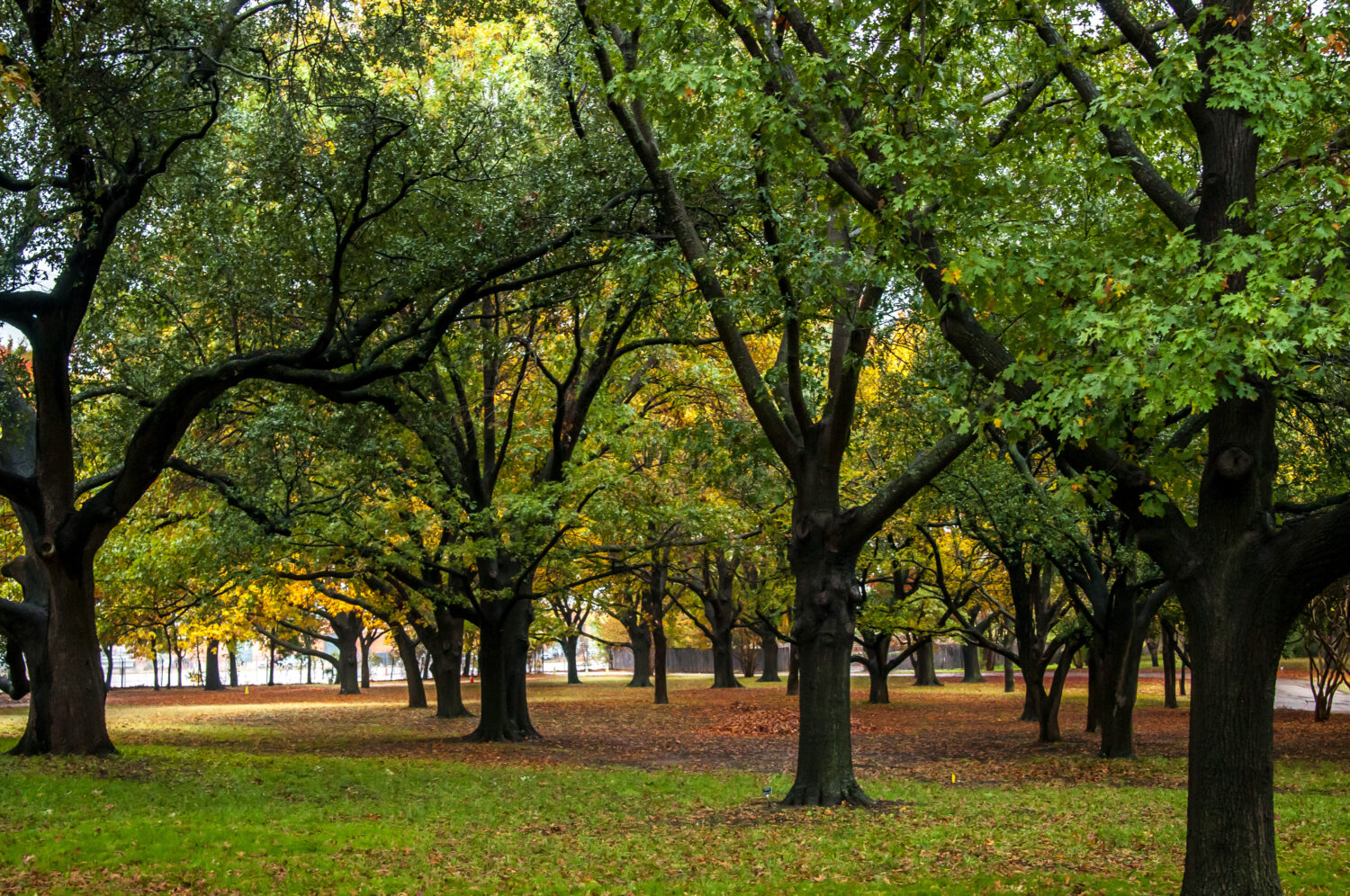 Boschetto di alberi durante l'autunno nel nord del Texas.  Fort Worth, zona di Dallas.  Ampio boschetto di alberi verdeggianti.  Foglie marroni e gialle sul terreno.  Giornata autunnale umida e piovosa.  Orientamento orizzontale.