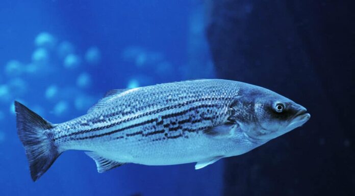 La cornice completa di spigola a strisce argento/blu nell'acqua sembra essere un acquario.  sfondo molto blu - animali dello stato del Rhode Island