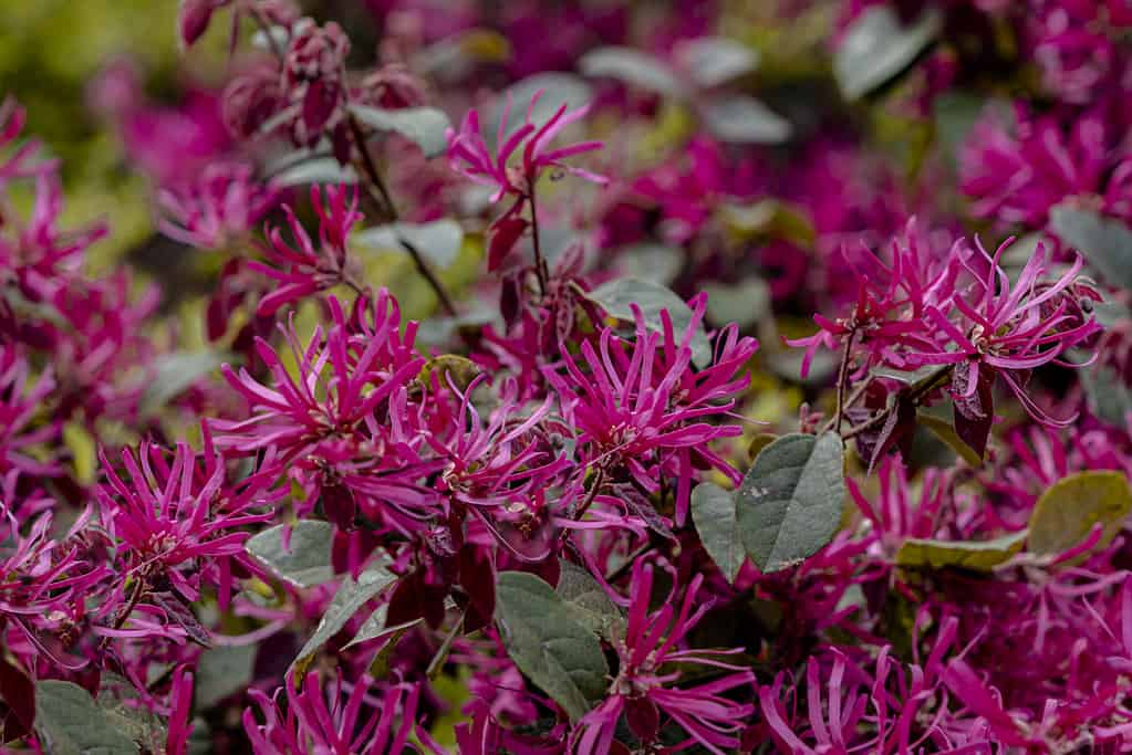 Fiore frangiato cinese