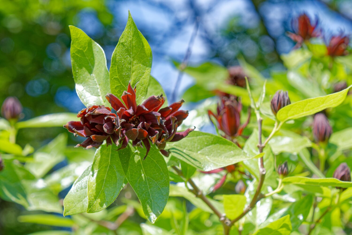 Il Calycanthus occidentalis è un arbusto con fiori rossi