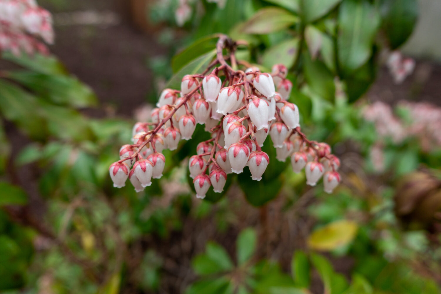 Leucothoe axillaris-fontanesiana - girards- ranbow