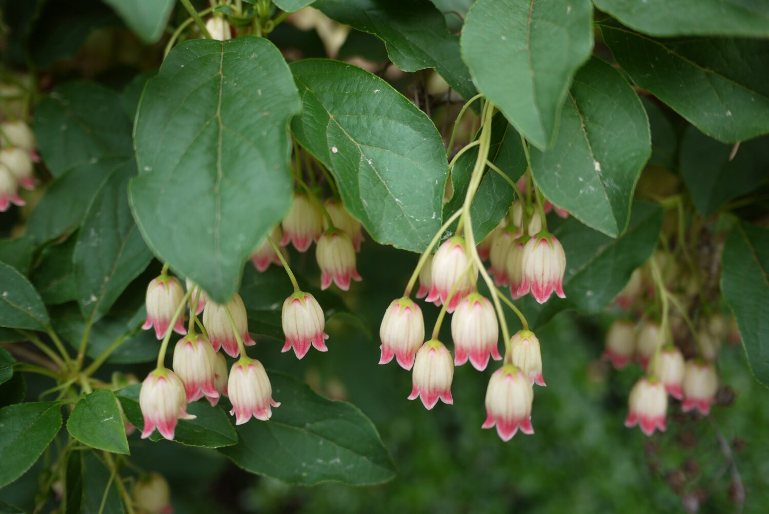 L'Enkianthus campanulatus, comunemente chiamato enkianthus vena rossa, è un arbusto eretto e deciduo.