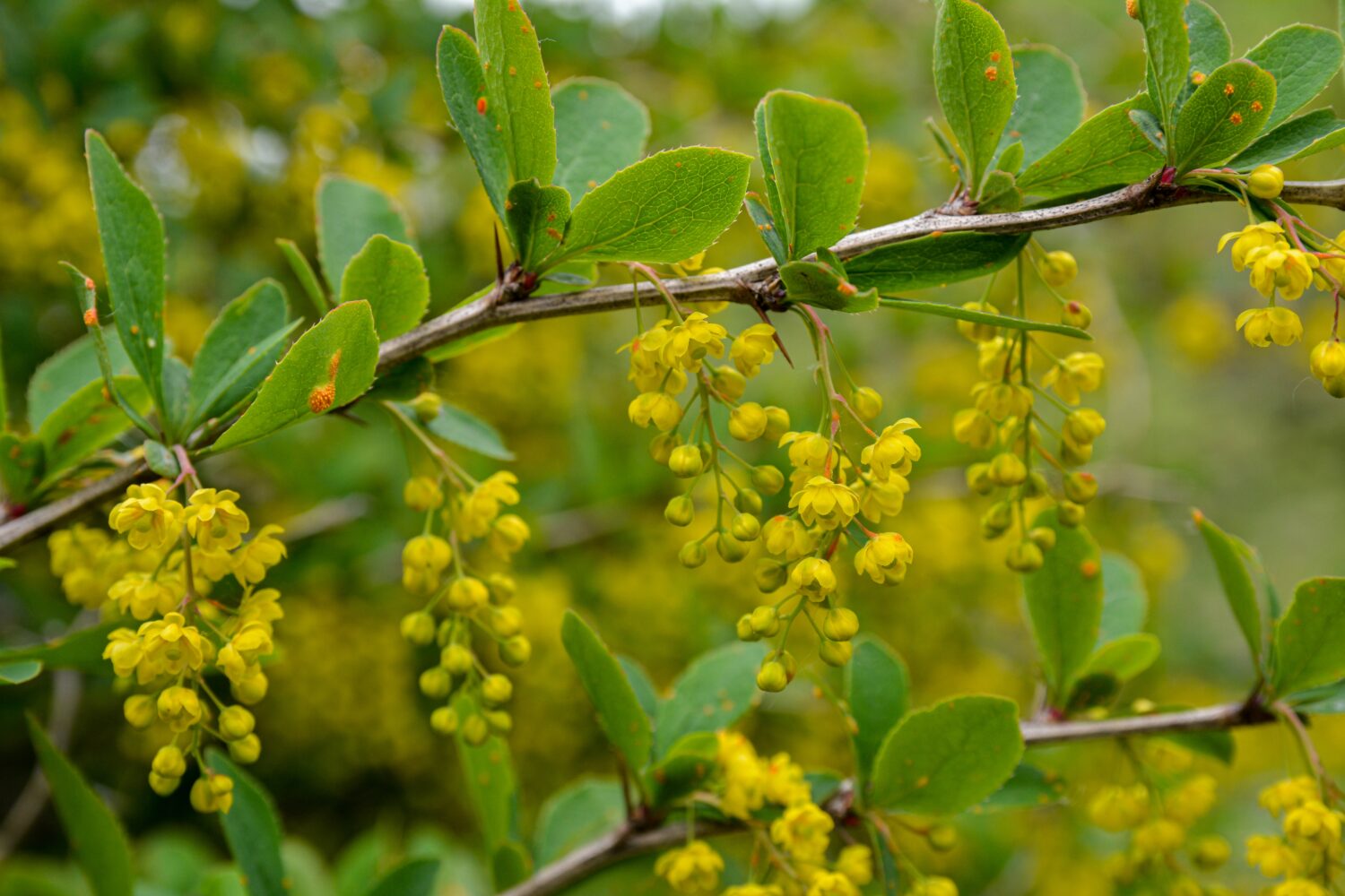 Crespino europeo (Berberis vulgaris) in giardino.fiori e boccioli gialli si raggruppano su Crespino comune o europeo in fiore, Berberis vulgaris.