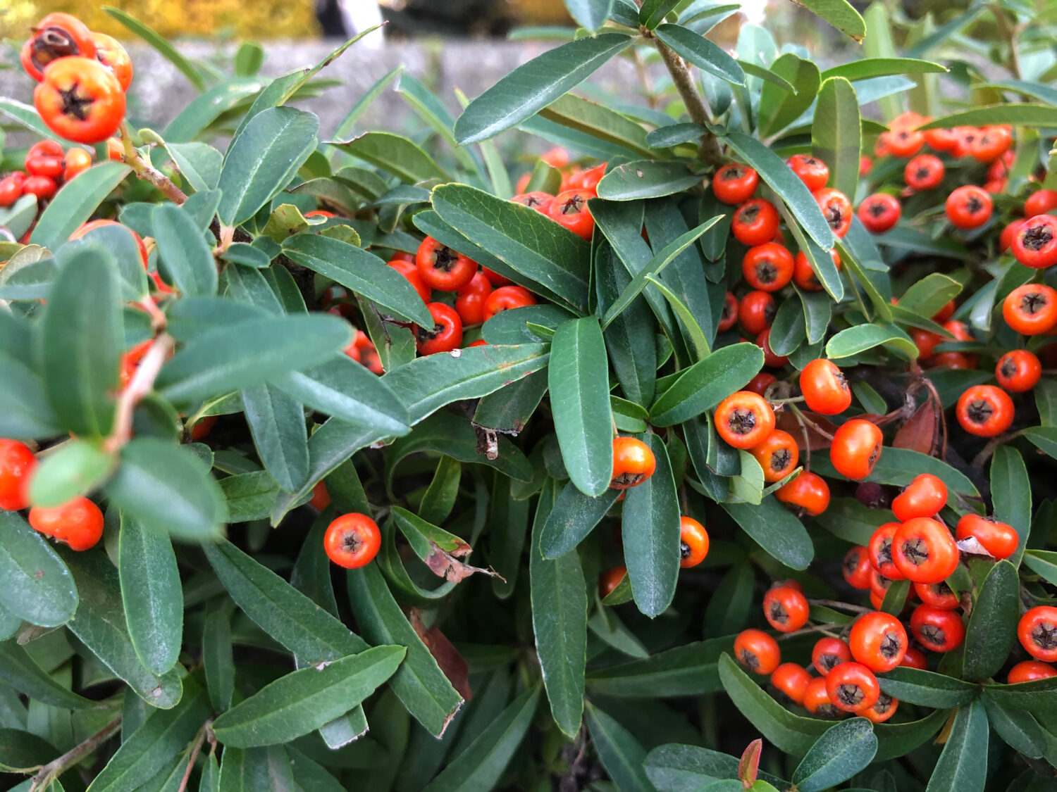 Piante di Heteromeles arbutifolia, piante di Toyon