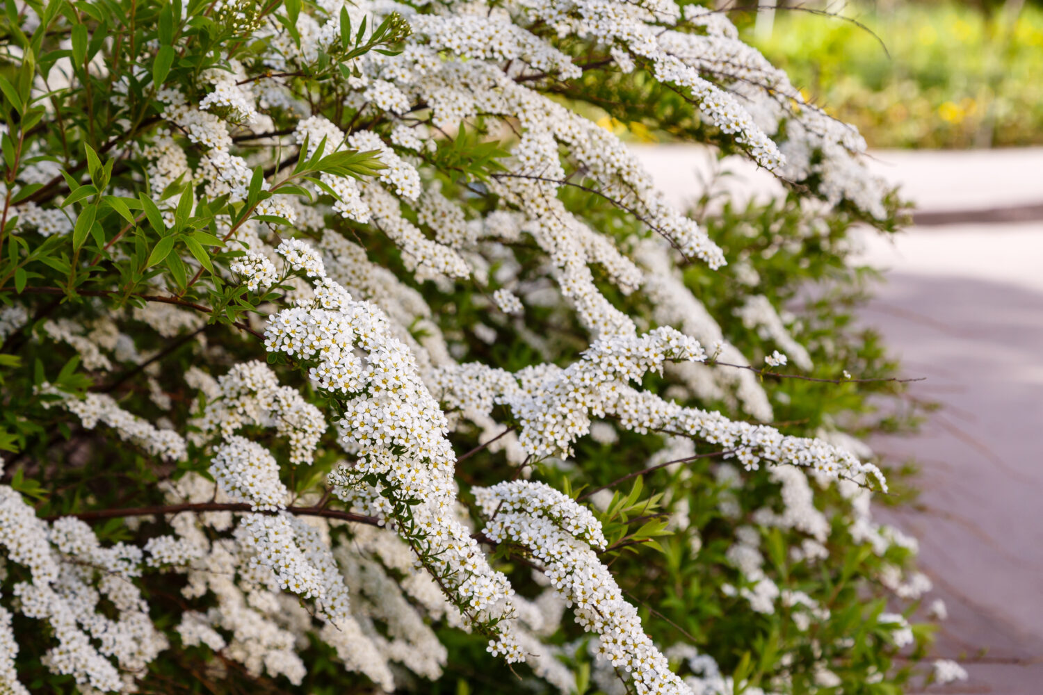 Fiore di Spirea nipponica Snowmound in primavera.  Fiori bianchi di spirea in giardino.  Arbusti da fiore decorativi per la progettazione del paesaggio