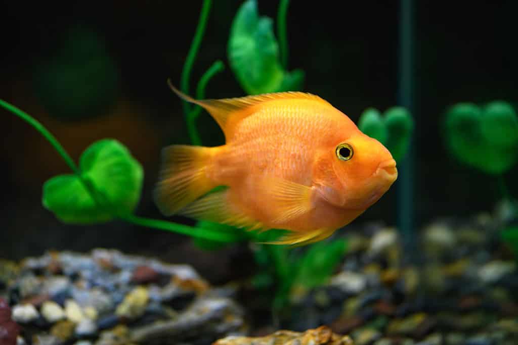Pesce pappagallo arancione nell'acquario. (Ciclide pappagallo rosso)