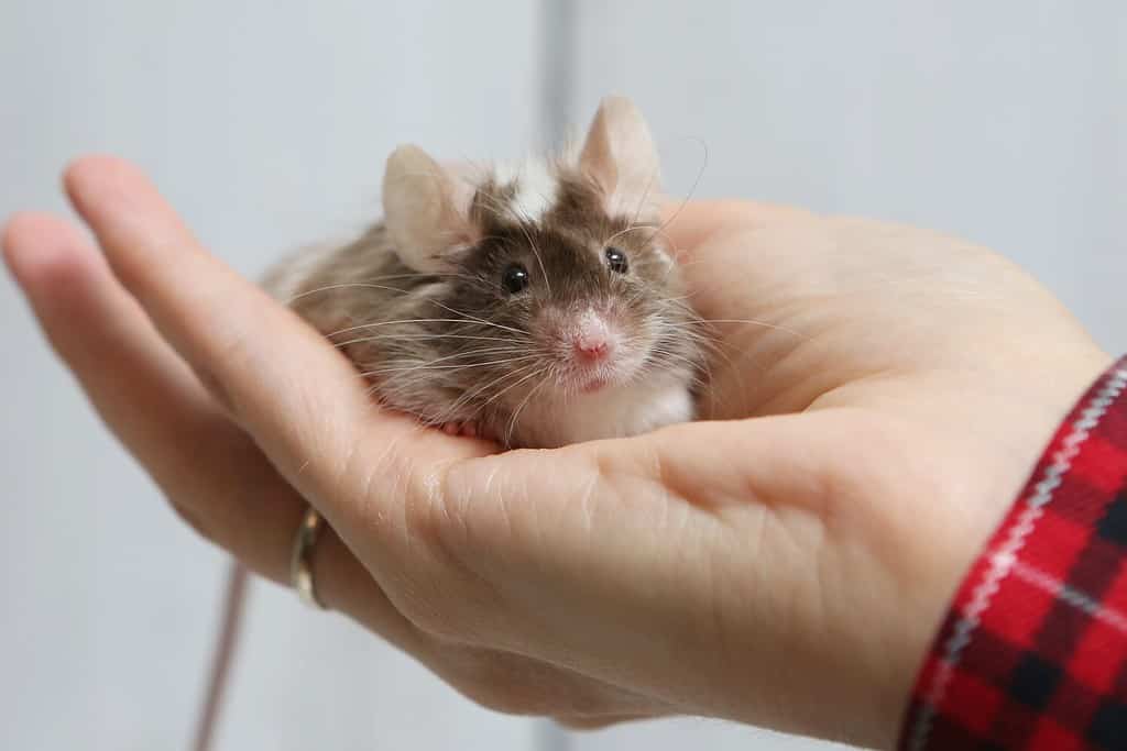 Piccolo animale domestico: topo sul braccio.  Topolino decorativo a pelo lungo.  Animale domestico, animale domestico divertente.  Topi carini.  Mouse schizzato bicolore su sfondo bianco.  Topo satinato decorativo.  Foto di topi, animali domestici.  Animale e mano